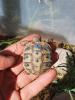 Griechische Landschildkröten Nachzuchten 2022,  2023