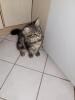Main coon Mischlinge 4×