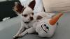Deckrüde nur für Chihuahuas 