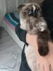 weibliche Katze ??