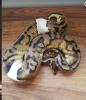 Python Regius /  Königspython adult 1.1Superpastel Piebald,  0.1Pastel het. Piebal