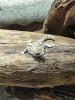 Skorpionschwanzgecko /  Pristurus carteri 
