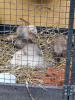 Frettchen Welpen