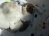 Süße BKH BLH Kitten mit Stammbaum