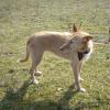 Cometa sucht ein Zuhause