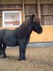 Zuverlässige Stallhilfe für Reitstall gesucht
