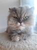 Perser Katze Mädchen abholbereit