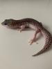 1.0 Mack super Snow Het Diablo Blanco Leopardgecko Männchen Enz 23 abzugeben Übe