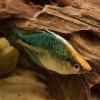 Regenbogenfische (Mel. Lacustris)