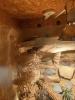 Leopardgecko Weibchen zu verkaufen