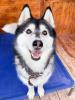 Jakarta - liebe,  soziale,  sportliche Husky-Mix Hündin