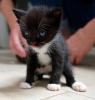 Fiola - sucht dringend ein Zuhause!  (aus dem Tierschutz /  gechipt,  geimpft)