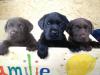 Labrador- Welpen 2 schokobraune,  1 schwarzer warten auf eine neue Familie