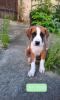 Labrador Mix Welpen