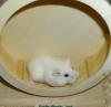 Weißes Zwerghamster Weibchen,  Hamster,  jung,  weiblich
