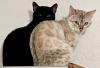 Bengal Katze reinrassig mit Stammbaum und Zuchtfreigabe