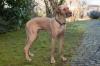 HERBERT -  männlich  1 Jahr  80 cm  48 kg  Deutsche Dogge  Gechipt