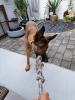 Schäferhündin Luna braucht ein neues liebevolles Zuhause