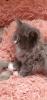 Reinrassig sibirische waldkatze,  neva,  Maine Coon,  siam,  perser,  bkh