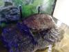 Chinesische Dreikielschildkröte /  Wasserschildkröte