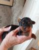 Süsse Bolonka - Yorkshire Terrier Mix-Welpen