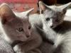 Zauberhafte Russisch Blau Kitten 