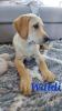 Unsere süßen Labrador Welpen