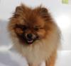 Rote Pomeranian Hündin 8 Mon. m. Ahnentafel (FCI) sucht ein neues zu Hause,  kenn