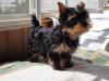 Männliche und weibliche Yorkshire Terrier Welpen zu verkaufen