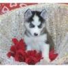 100% ausgefallen schöne Husky - Welpen