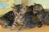 bengal kitten zu verkaufen