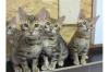 Bengalkatze,  Kitten,  weiblich und männliche mit Papiere abzugeben