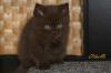 BKH - kleines Choco-Bärchen sucht Adoptiveltern