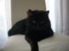 DECKKATER EXOTIC SHORTHAIR /  PERSER