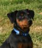 Zwergpinscher Welpen mit VDH-Ahnentafel 4 Monate