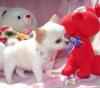 CHIHUAHUA-Welpen in besonderen Farben!