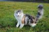 Norwegische Waldkatze m. Papiere sucht ab sofort Kuschelkrauler 