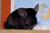wunderschöner Chinchillabock dark ebony sucht neuen Wirkungskreis 
