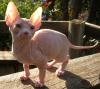 Zucker süßen Sphynx Babys