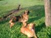 Moritz,  der Liebe,  ein Mix aus Golden Retr./ Labrador