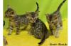 Bengalen,  Neue Zuchtgeneration mit großen Rosetten- Bengalkatzen,  Bengalkater
