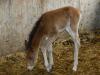 Suche Reitbeteiligung/ Pflegepferd