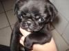 Mops Welpen SCHWARZ ,  gesund,  freiatmend