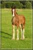 Wunderschönes Shire Horse Hengstfohlen zu verk.