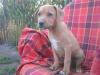 Süße Boxer Stafford mix welpen