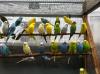 Junge beringte Wellensittiche , verschiedene Farben