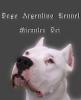 Suchen wir Dogo Argentino, Dogo Alano/ Canario, Bullterier oder Cane Corso Platz vo