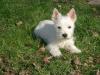 Westie Hündin Nähe  Bremen