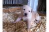 Labrador Welpen gechipt 