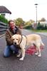 Gassi Service und mobile Hundeschule für Köln,  Pulheim und Bergheim.